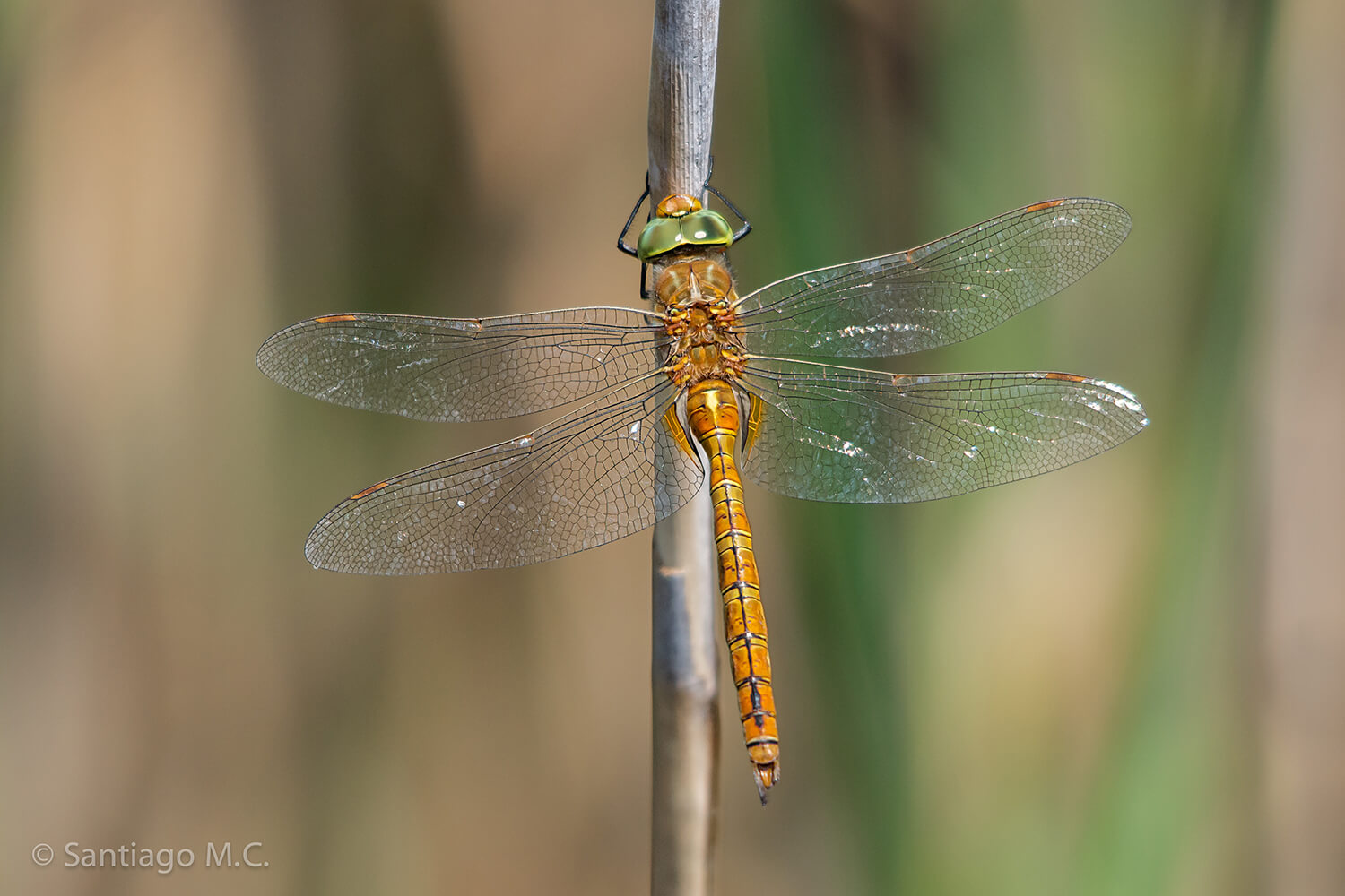 Male Anaciaeschna isoceles by Santiago Monteagudo Campos